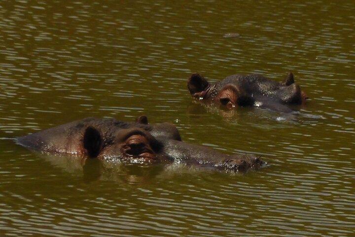 Schotia Safari Half-Day Game Drive : Port Elizabeth