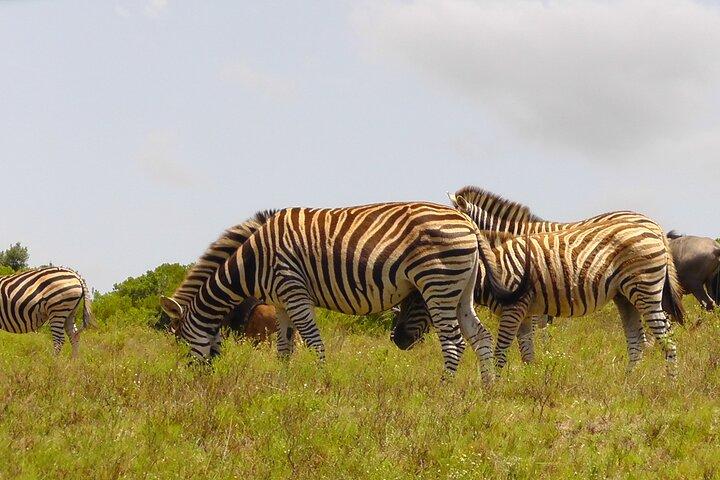 Schotia Safari Half-Day Game Drive : Port Elizabeth