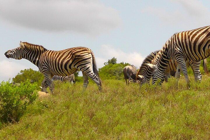 Schotia Safari Half-Day Game Drive : Port Elizabeth