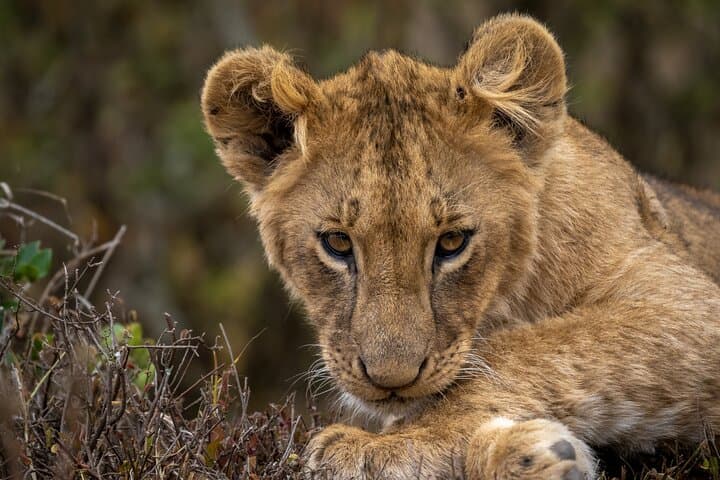Nairobi National Park And Giraffe Centre