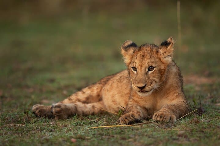 Nairobi National Park And Giraffe Centre