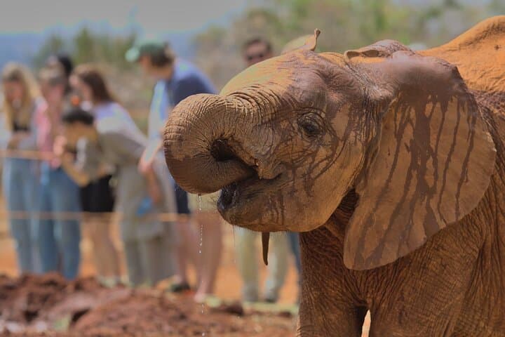 Nairobi National Park And Giraffe Centre