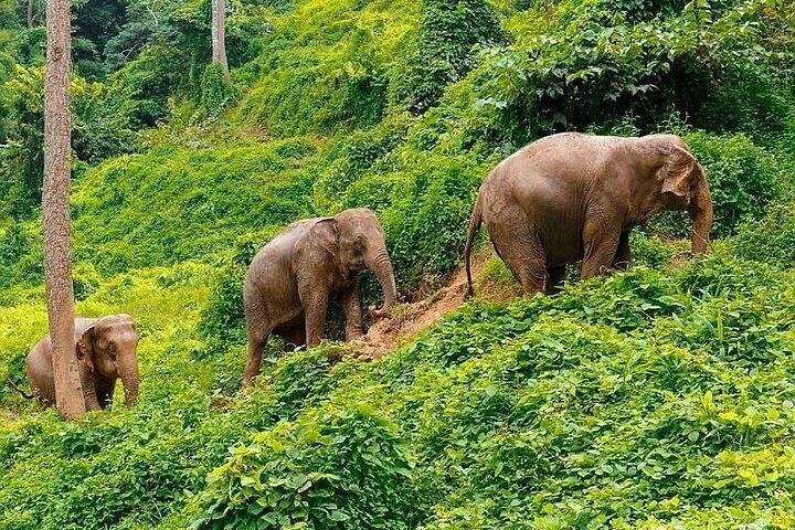 Krabi Immersive Elephant Sanctuary Experience
