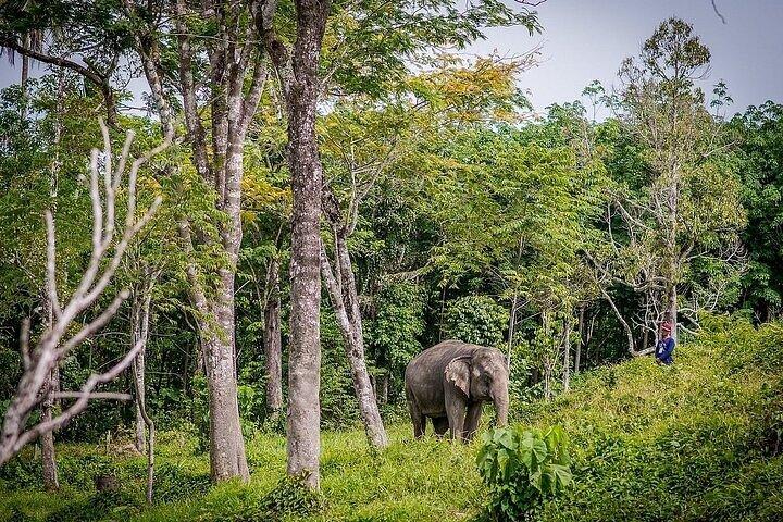 Krabi Immersive Elephant Sanctuary Experience