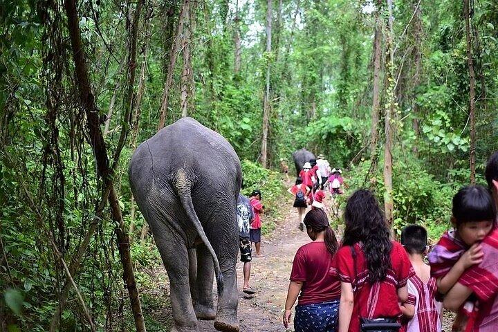 Krabi Immersive Elephant Sanctuary Experience