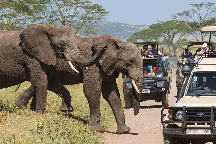 Safari privato di 3 giorni al Parco Nazionale di Samburu All Inclusive