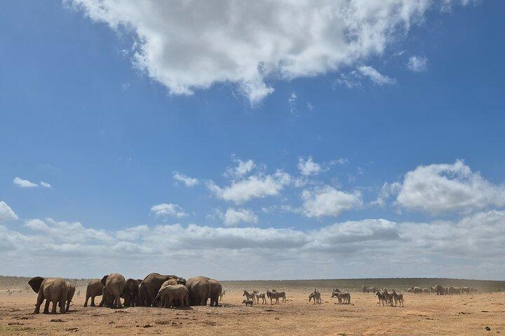Tours al Parque Nacional Addo Elephant desde Port Elizabeth