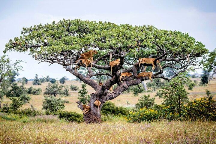 11 dage Big 5 Safari af Kenya og Tanzania