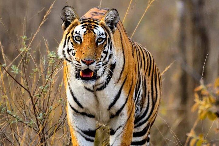 All-Inclusive 2 - Day Ranthambore Tiger Safari Tour saindo de Jaipur