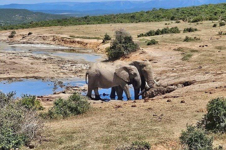 ポートエリザベス・アドゾウ国立公園と市内小旅行