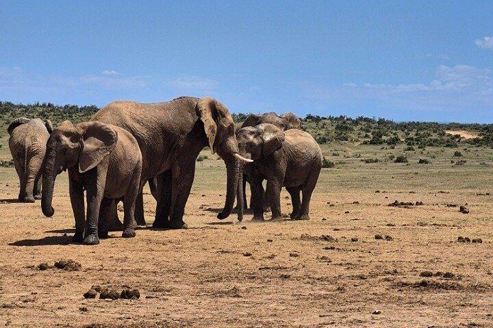 Parco nazionale degli elefanti di Port Elizabeth Addo