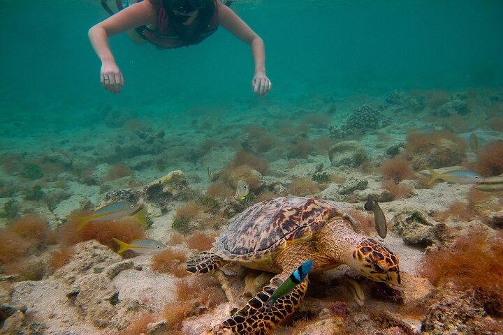 Fare snorkeling con le tartarughe marine a St. Thomas