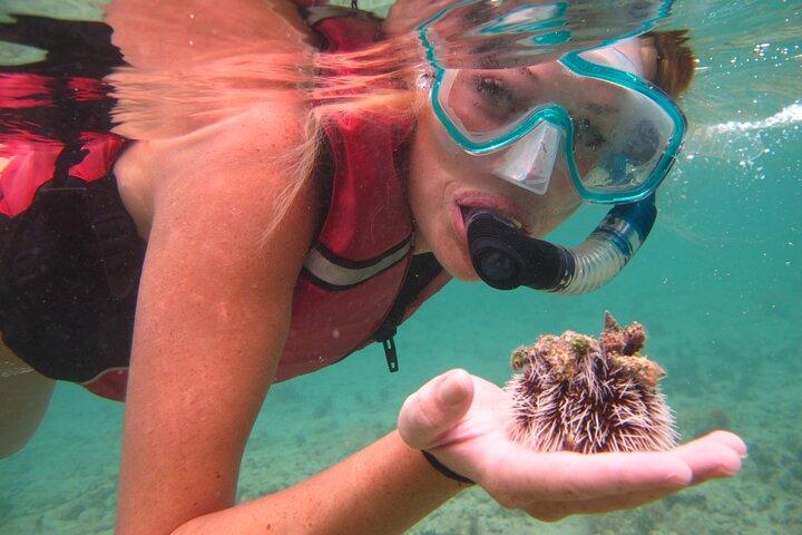 Fare snorkeling con le tartarughe marine a St. Thomas