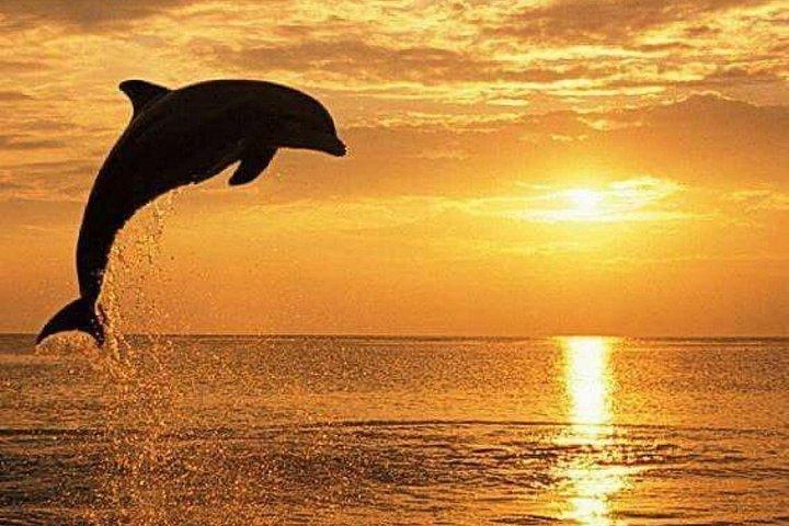 サンライス、シュノーケリング、滝付きバリ島ロビナイルカツアー