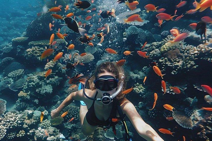 サンライス、シュノーケリング、滝付きバリ島ロビナイルカツアー