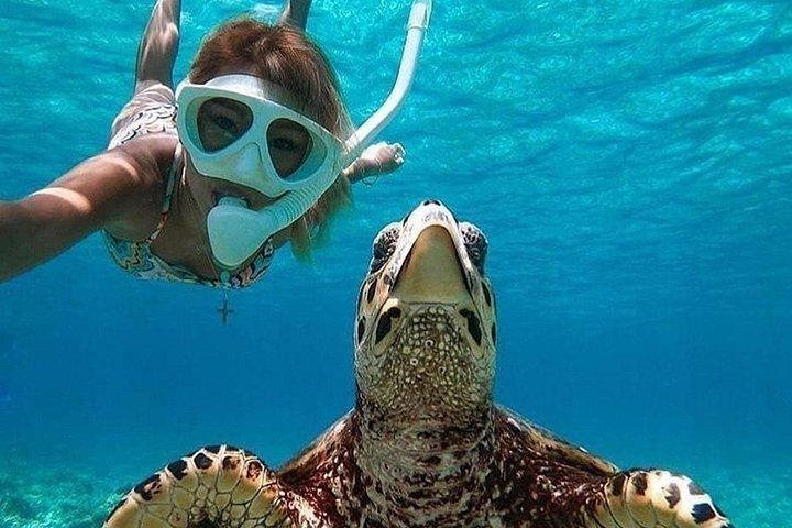 サンライス、シュノーケリング、滝付きバリ島ロビナイルカツアー