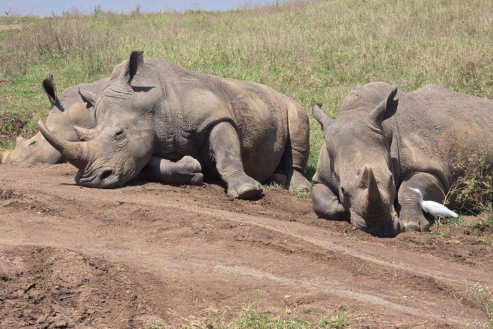 Nairobi National Park Wildlife Safari