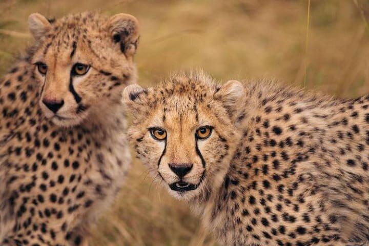 6 Tage Kenia Safari Tour