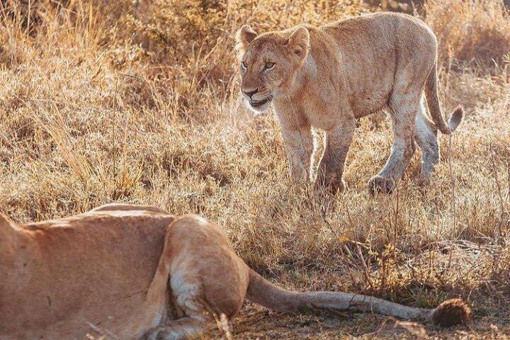 6 Tage Kenia Safari Tour