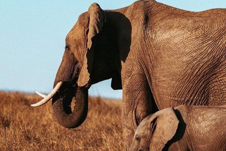 6 Tage Kenia Safari Tour