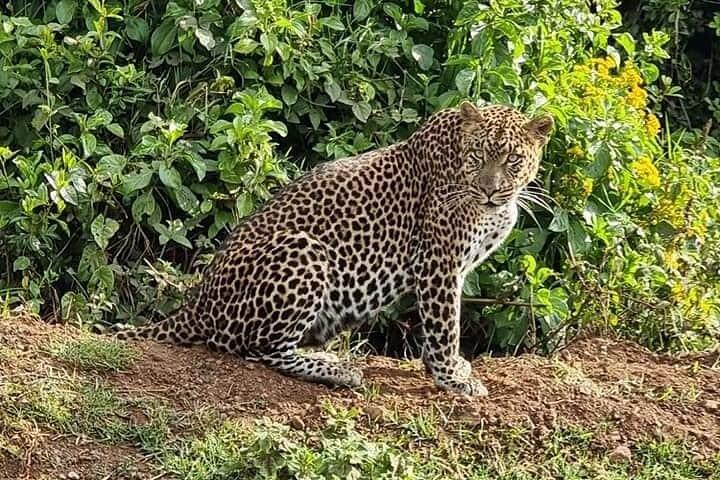 6 Tage Kenia Safari Tour