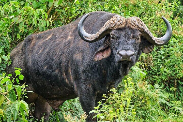 6 Tage Kenia Safari Tour