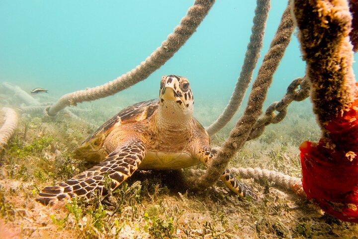 Fare snorkeling con le tartarughe marine a St. Thomas