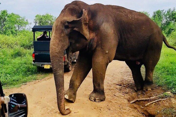 トリンコマリー発ミネリヤ国立公園ジープサファリ