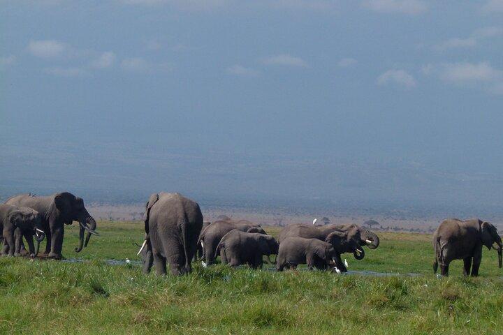 Amboseli Wildlife Adventure Tour de cinq jours