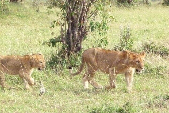 Amboseli Wildlife Adventure Five Day Multi Day Tour
