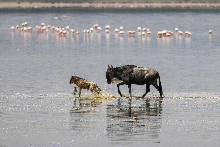 4 - Jours Big Five Safari : Tarangire, Serengeti & Cratère Ngorongoro