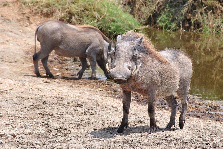 Dagstur till Mikumi nationalpark med tåg från Dar Es Salaam