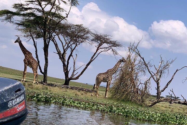 Hoteller i nærheden af Lake Naivasha and Hells Gate National Park