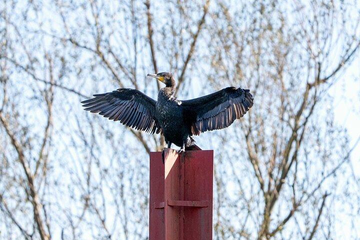 Parc national du Lac-Skadar : Visite d'observation des oiseaux et de photographie