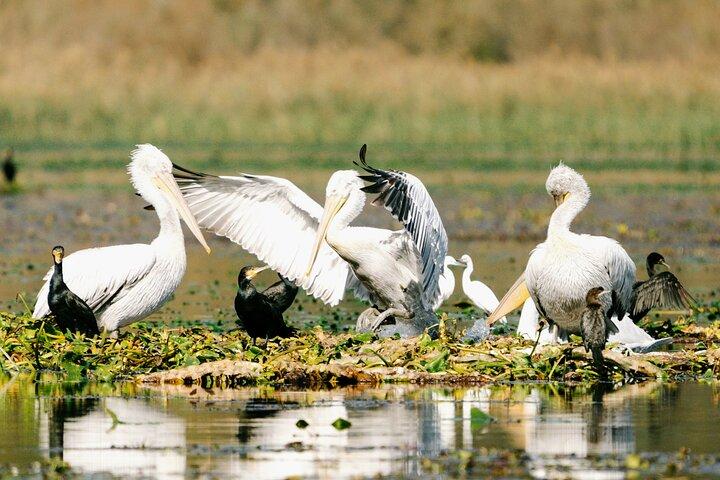 Skadar Lake National Park : Vogels kijken & Fotografie Tour