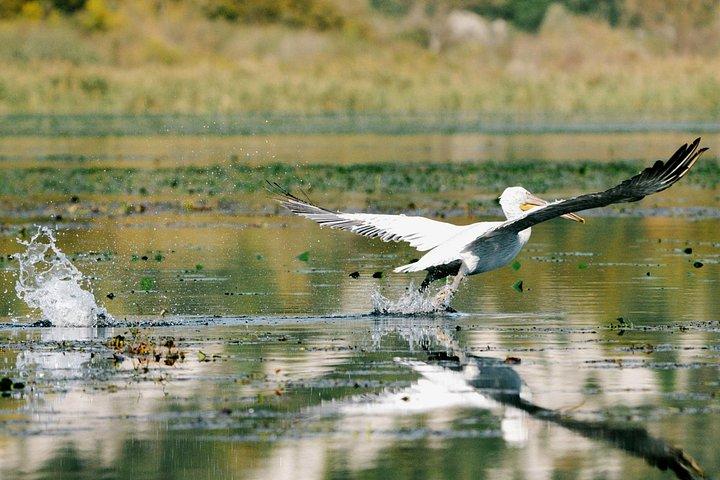 スカダル湖国立公園：バードウォッチング＆写真撮影ツアー