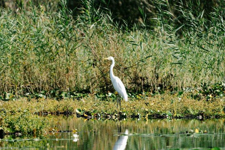 Parc national du Lac-Skadar : Visite d'observation des oiseaux et de photographie