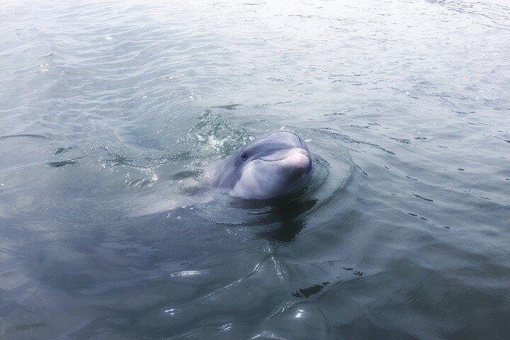 Privat Hilton Head delfin tur (op til 6 passagerer)