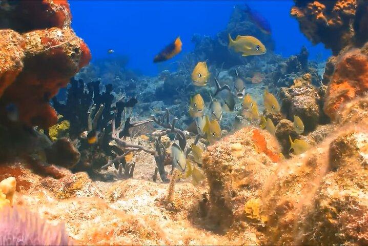 シュノーケリング＆マガリタビル体験モンテゴベイ日帰りツアー