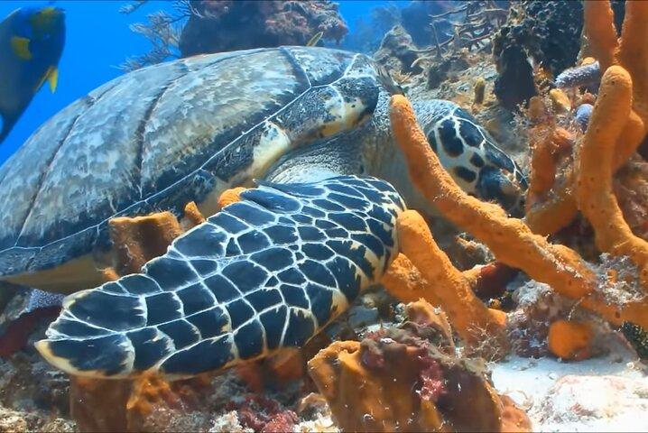 シュノーケリング＆マガリタビル体験モンテゴベイ日帰りツアー
