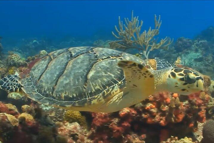 シュノーケリング＆マガリタビル体験モンテゴベイ日帰りツアー