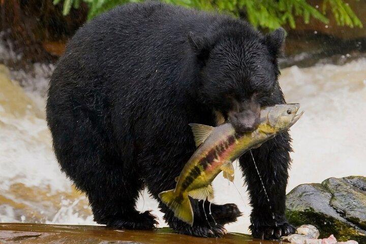 Alaska Wildlife Safari og sightseeing tur
