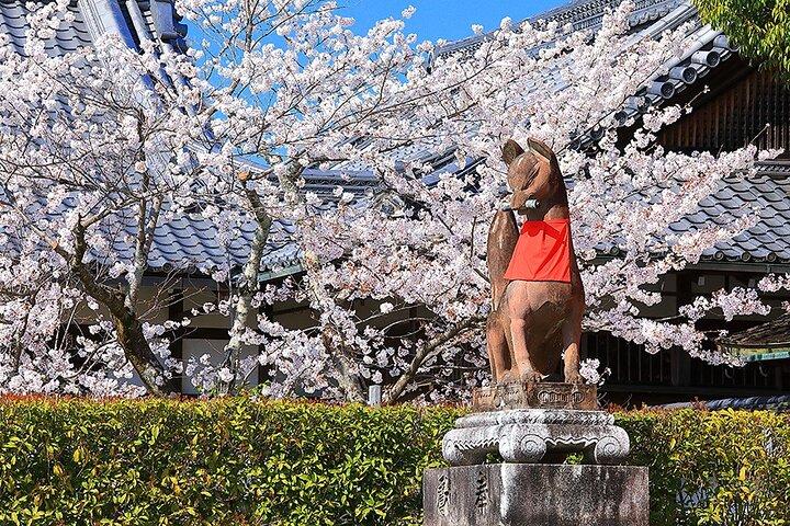 Tour por la cervecería Fushimi Cherry Blossom y Sake
