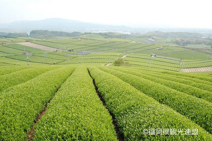 YokaBus Heritage in einer Tasse Yame Tea & Sake Tasting Expedition