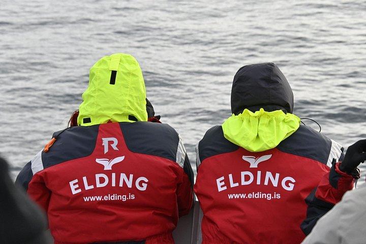 Das Original Classic Whale Watching aus Reykjavik