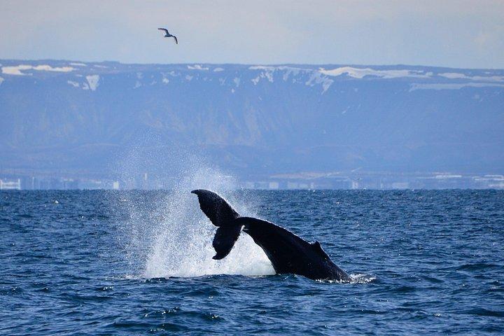 Das Original Classic Whale Watching aus Reykjavik