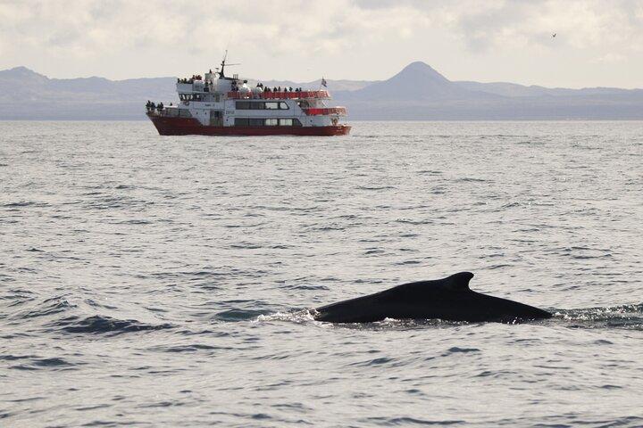 Das Original Classic Whale Watching aus Reykjavik