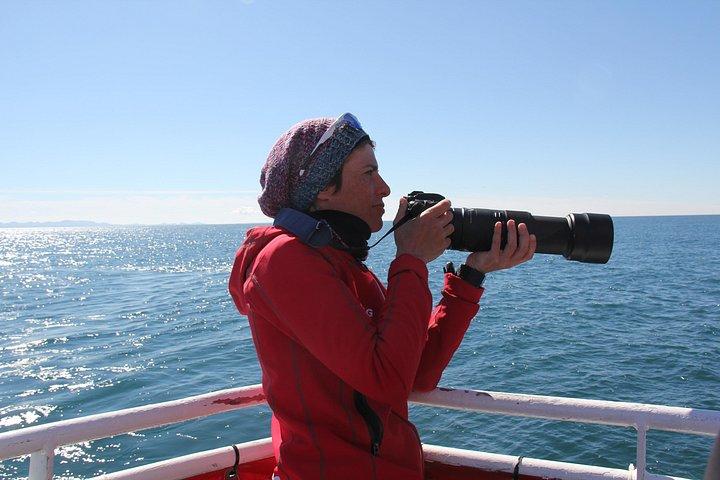 Das Original Classic Whale Watching aus Reykjavik