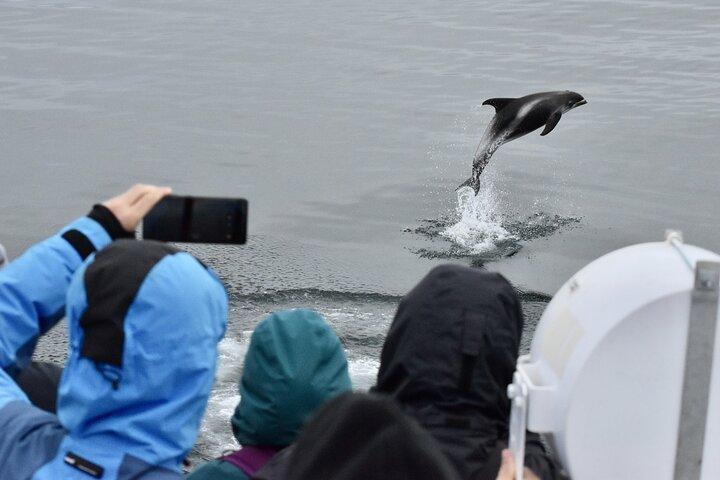 Das Original Classic Whale Watching aus Reykjavik