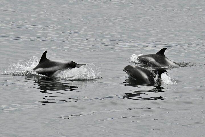 Das Original Classic Whale Watching aus Reykjavik